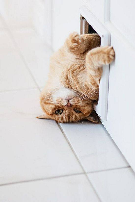 gattaiola per cani e gati