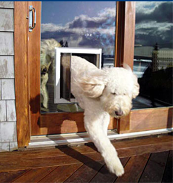 vetri per cani e gatti