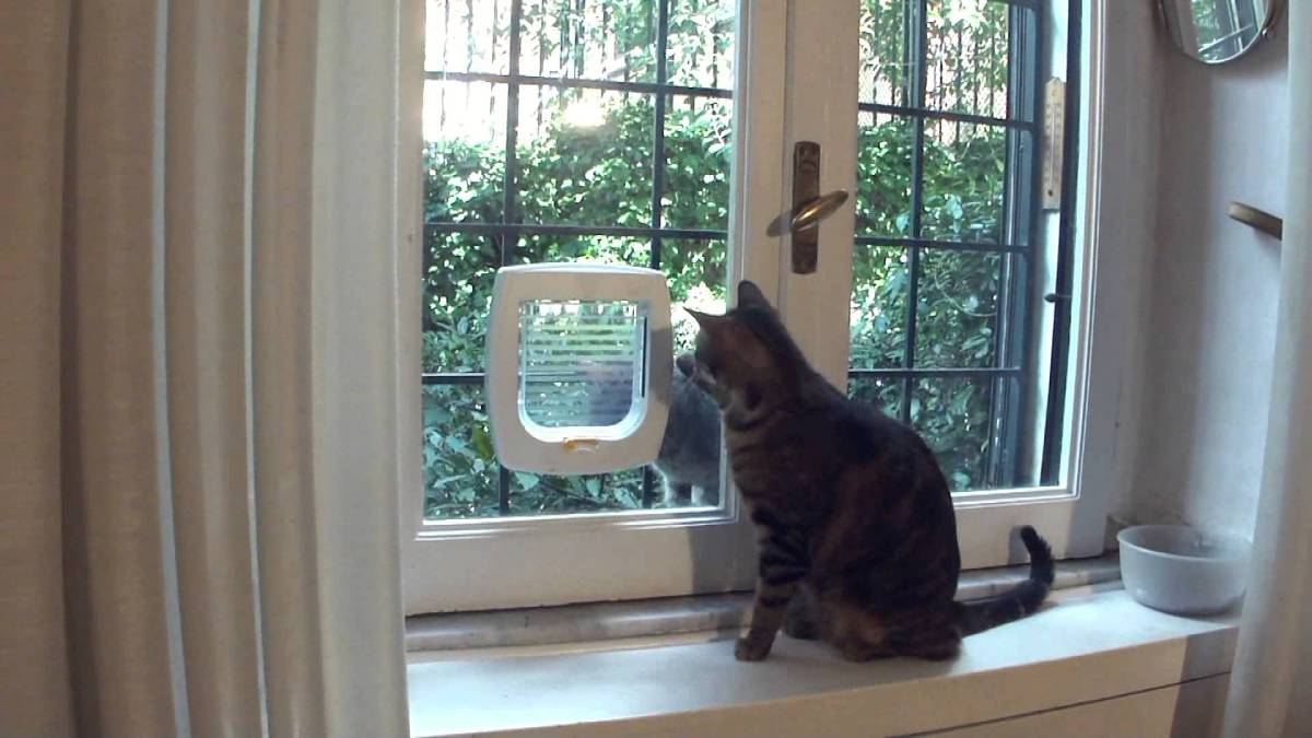 vetro con porta per gatti