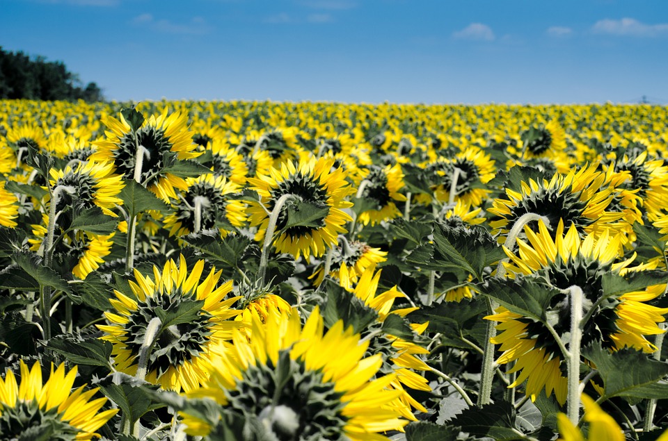 girasoli, icona delle estati calde