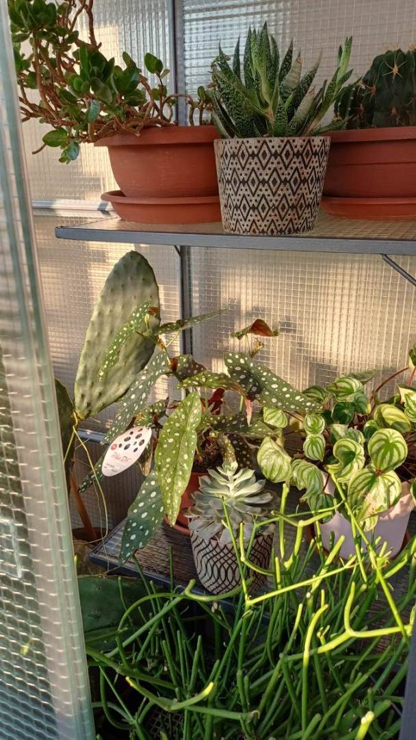 piante grasse nella serrra in vetro