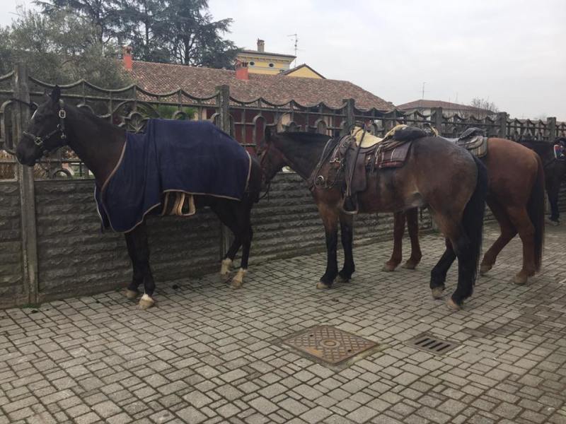 cavalli all'Hotel Arpini